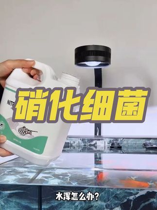 养鱼养水养的就是硝化细菌,只有水好了鱼才能更健康,养鱼必备硝化细菌#轻松养鱼 #观赏鱼 #空气缸 #强烈推荐