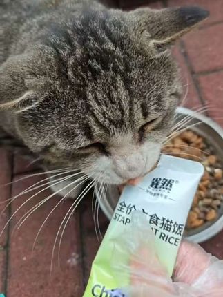 #猫饭推荐 #雀然全价主食猫饭#三种口味#只要9.9元带走28包猫饭