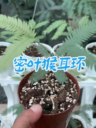 #花卉绿植 #密叶猴耳环养护 #家庭养花 #净化空气 #绿植盆栽
