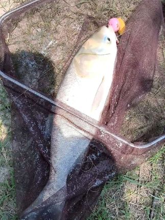 黑鸭子猛料方块饵浮钓鲢鳙船送离底钓翻板钩钓底底浮反底钓 黑鸭子猛料黄色慢雾化5小时船送版方块饵翻板钩钓底,黑鸭子猛料方块饵浮钓鲢鳙离底钓鲢鳙反底底浮钓法船送离底钓 黑鸭子猛料方块饵有4个版本,应该怎么选择。黑鸭子猛料方块饵浮钓鲢鳙,离底钓鲢鳙,底浮钓法,反底钓法,方块饵翻板钩,鲢鳙扁担钩,海竿抛竿钓鱼钓鲢鳙,船送离底钓,离底钢丝钩。 #浮钓鲢鳙 #黑鸭子猛料 #方块饵 #海竿 #海竿钓鲢鳙