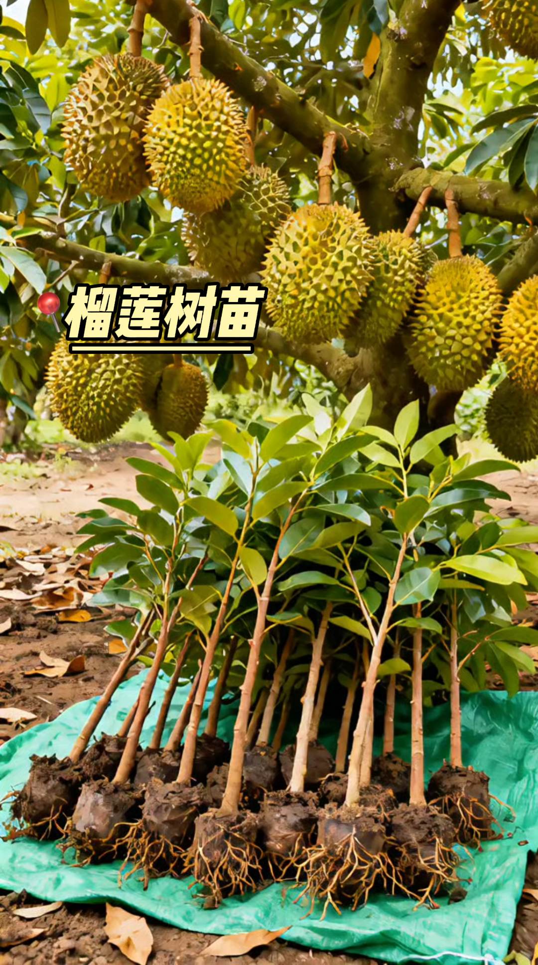 榴莲树苗。#榴莲树苗 #优质种苗 #果园种植 #硕果累累挂枝头 #抖音助农