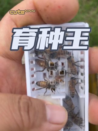 #养蜂日记 #蜜蜂养殖#三农养殖