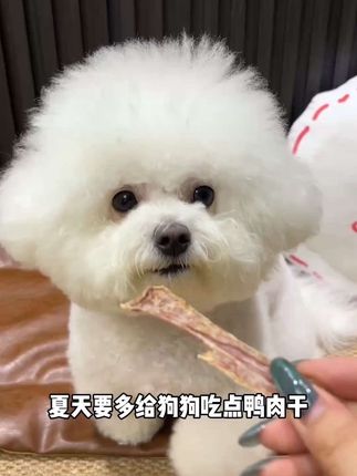 夏天要多给狗狗吃点鸭肉干 因为鸭肉清火又营养 还可以缓解泪痕,#宠物零食 #萌宠好物 #宠物零食 ,#鸭肉干 #新手养宠