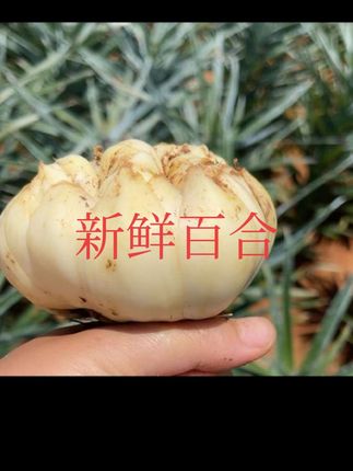 宜兴新鲜大百合#超好用的清洁面膜 #法式一字肩 #显白紫色 #仙女美甲 #今日美甲分享