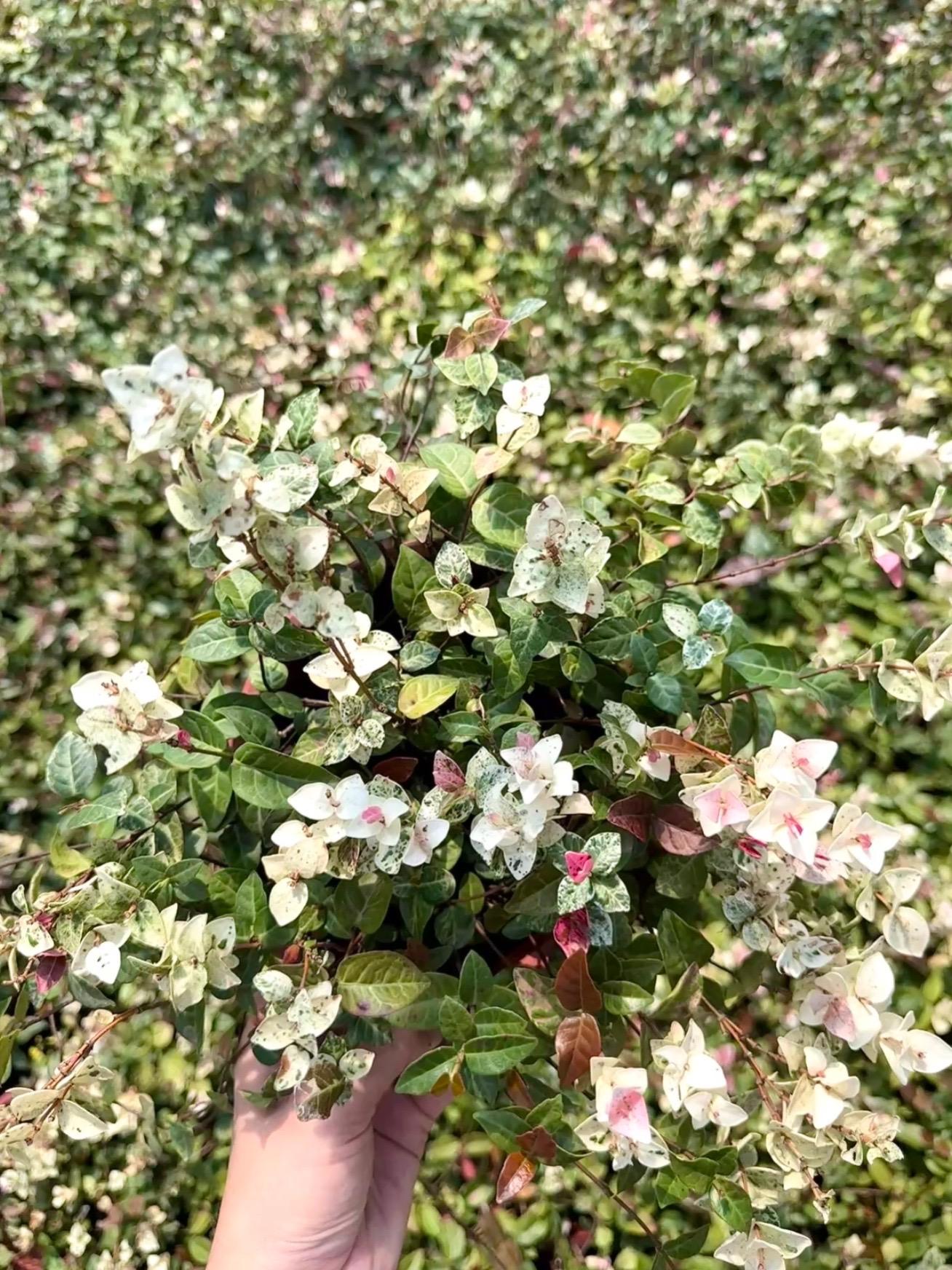 色彩斑斓如彩虹的“花叶络石”#花卉基地 #花叶络石 #高颜值