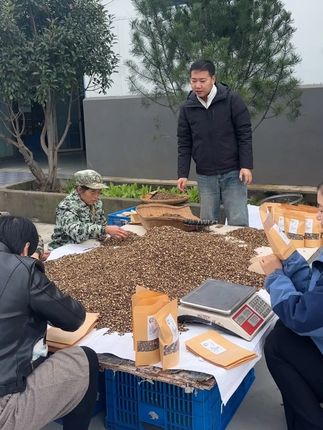 今年新切的紫丹参 我们秦岭大山里的丹参#丹参 #丹参泡水