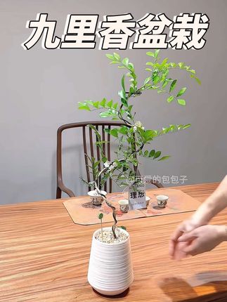 客厅玄关摆放这款婀娜多姿的老桩九里香盆栽禅意满满,这是一款S型的老桩九里香盆栽。它的根系发达,开花为白色小花朵特别好看还很好闻,养护也很简单,只要放在室内明亮散光处,一周浇水2-3次左右就可以了。一整套带盆栽好发货,收到就是成品了,喜欢的话你也来入手一盆吧#九里香 #七里香 #九里香盆景 #好看的花一定要分享给你 #客厅植物推荐