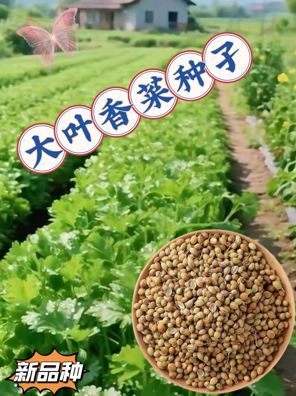 大叶香菜种孑。大叶香菜种子生长速度快,叶片肥厚,营养丰富,凉拌炒菜色香味美#抖音助农扶农 #三农种植 #有机蔬菜 #绿色食品 #农家菜园
