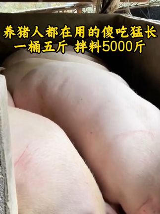 #傻吃猛长 #养猪人 #农村养猪 #养猪 #养猪知识分享
