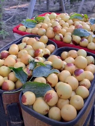 不是所有的枣都叫大荔冬枣,核小个大,果肉肥厚,一口咬下去,脆甜多汁,肉质皮薄化渣,一口一个根本停不下来#大荔冬枣 #新鲜采摘 #口感特别好 #脆甜可口 #优质农产品