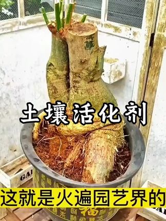 家里的盆栽出现这些情况,记得赶紧用这个土壤活化剂,轻松解决#爱生活爱养花