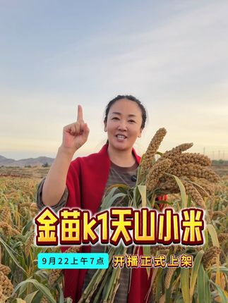 正宗的金苗k1天山小米,9月22号上午7点正式开播上架,期待诸位的品尝!#小米 #天山小米 #河南燕公子 @燕公子老酱油 @燕公子老陈醋