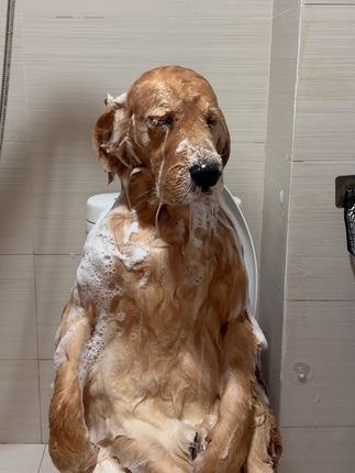 🎀周大毛的日常生活🎀