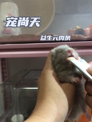 鼠条吃吃#宠尚天 #宠尚天益生元肉条 #鼠条 #仓鼠肉条 #仓鼠日常投喂