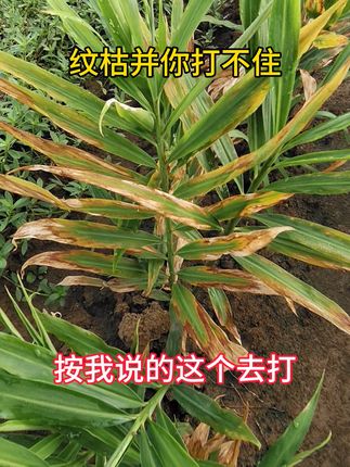 纹枯用这个#生姜纹枯病 #生姜纹枯 @DOU+小助手