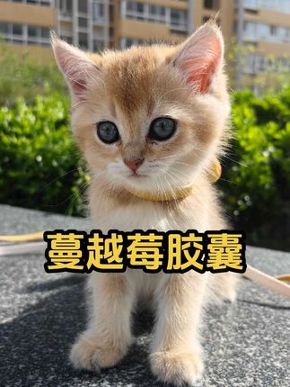 家有公猫的铲屎官,建议用老品牌宠倍安的蔓越莓胶囊做日常养护#猫咪嘘嘘无小事 #科学养宠攻略 #科学养宠 #养猫新手 #宠倍安
