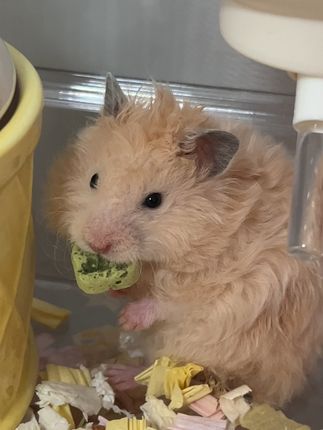 偷感好重 #金丝熊宝宝 #金丝熊崽崽 #金丝熊 #仓鼠🐹 #金丝熊日常