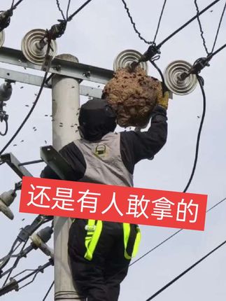 找到一个在电线杆上的 #三农蜂有财 #蜂有财 #蜂有通用型诱蜂水 #蜂有财找蜂望远镜