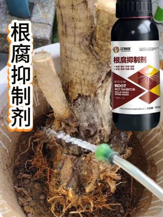 #绿植花卉根腐烂根抑制剂#根腐烂根抑制剂#农资肥料