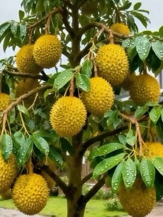 #实现榴莲自由就现在 榴莲控看过来!正宗榴莲树苗,在家种出金枕头~  南方能活,给足阳光,悉心照料,挂果后肉厚核小,香到上头! 赶紧下单种下等丰收,从此榴莲吃到爽!#榴莲树苗 #优质果苗 #三农种植 #果树推荐 @上热门🔥🔥🔥 @抖加🔥上热门🔥dou+🔥热点宝