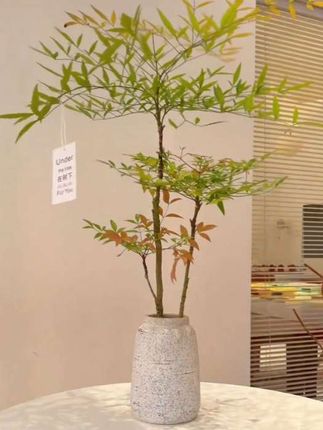 #室内绿植 #南天竹#茶室 #爱生活爱养花 #老桩盆景 #禅意南天竹盆栽