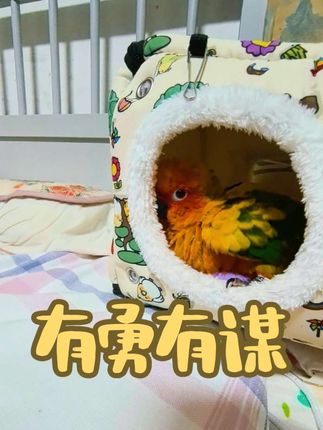 姐姐刚买的手指琴,给蛋蛋弹了一首自学的《萱草花》。无奈🤷🏻♀️蛋蛋完全不能欣赏,只想赶紧把这个发出噪音的怪兽消灭,这次遭遇战蛋蛋小战士表现的非常棒,机智勇敢,沉着冷静,看样子差不多了可以给它断奶了。🤗#爱与被爱 #家有萌宠 #养鸟日常 #宠物日记 #大国重器守护天地