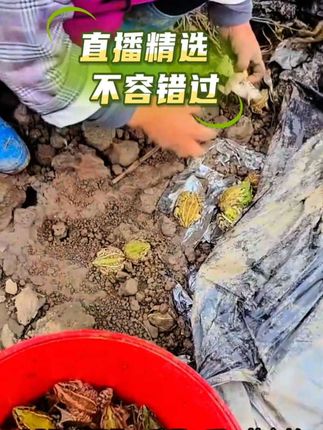 #青蛙#农村生活 @DOU+上热门 #抖音助农