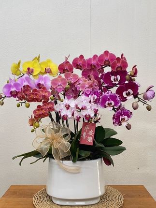 蝴蝶兰【彩花组合】,送人送礼首选的一款花花#蝴蝶兰 #鲜花