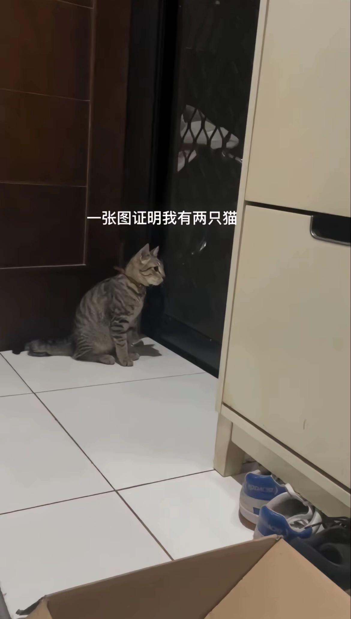 猫还是养两只比较有意思#歌曲打火机