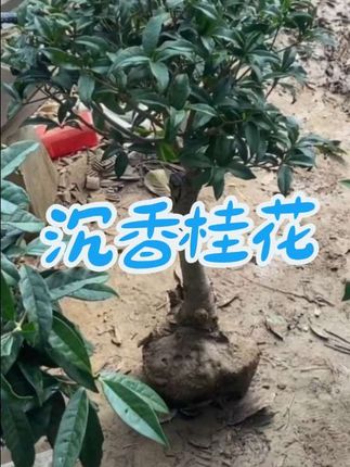 #苗木基地 #沉香桂花树 #净化空气 #花卉绿植 #别墅庭院植物
