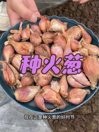 这款火葱头,也叫四季小香葱,现在正是种植的好时节,它葱香味浓郁、分枝能力强,种植方法简单#小香葱 #火葱头#种植小技巧#种菜#抖音新农人