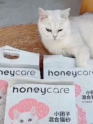 软fufu小团子猫砂来啦~结团快不粘底,铲屎官速来囤货 #猫咪用品分享 #好用猫砂推荐 #铲屎官必备好物#honeycare好命家
