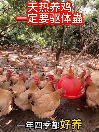 天热养鸡驱体蟲,一年四季都好养#三农 #养鸡人 #科学养鸡 #养鸡 #养殖