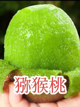 姐妹们,这是陕西周至徐香猕猴桃,大人小孩都爱吃的新鲜绿心水果奇异果香甜多汁,#水果#应季水果#猕猴桃#徐香猕猴桃#奇异果@抖音小助手 @老唐优选