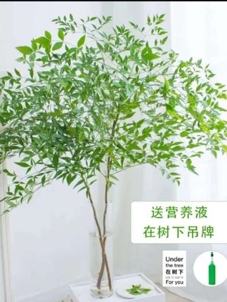 国产南天竹水培插花绿植盆栽客厅室内家居装饰办公桌面禅意马醉木#南天竹#水培植物 #水培绿植
