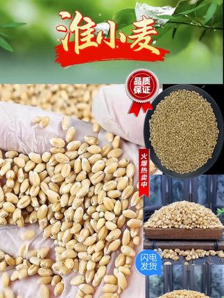 正品好的淮小麦怎么选? 淮小麦为禾本科植物小麦的种子。夏季果实成熟时采收,除去杂质,晒干。#淮小麦#淮小麦怎么选