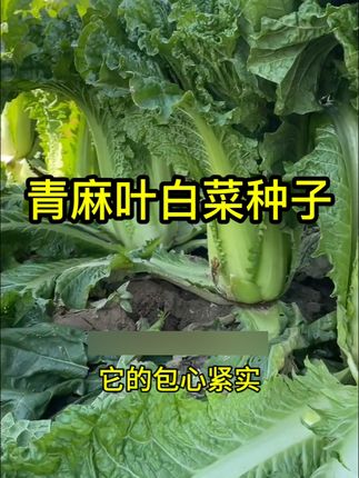 天津青麻叶大白菜种子秋冬直筒包心白菜蔬菜籽绍菜山东大白菜种子#大白菜种子