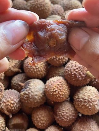 每天来几颗荔枝干胜过一碗老母鸡汤啊#优质农产品 #快来一起尝个鲜 #荔枝干 #每日分享 #强烈推荐
