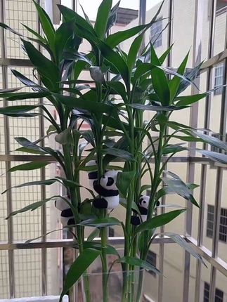 10天用一次营养液,每次半瓶盖薄肥勤施坚持使用效果更加#富贵竹#生机勃勃#爱生活爱养花