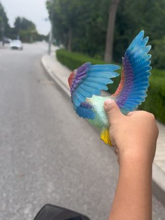 彩鹰🦅🦅🦅飞飞!!#小朋友玩具 #鹦鹉日常 #神奇动物在抖音
