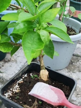 促花肥园艺骨粉 #养花小知识 #种植小技巧 #促花肥 #促花保果 #促进花芽分化