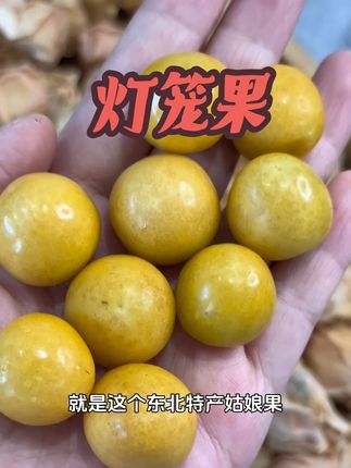 来自东北限定款水果!脆甜多汁,营养丰富的灯笼果,一口就爆汁,巨巨巨好吃!#应季水果 #现摘现发新鲜到家 #菇凉果 #灯笼果