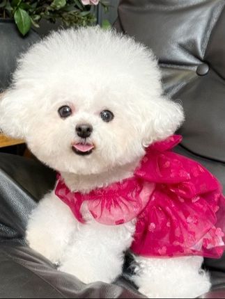 上面的印花图案真的非常精致,而且网纱面料轻薄透气,穿起来很舒服。#宠物衣服 #萌宠出道计划 #萌宠推荐官 #头饰发饰 #仙女必备