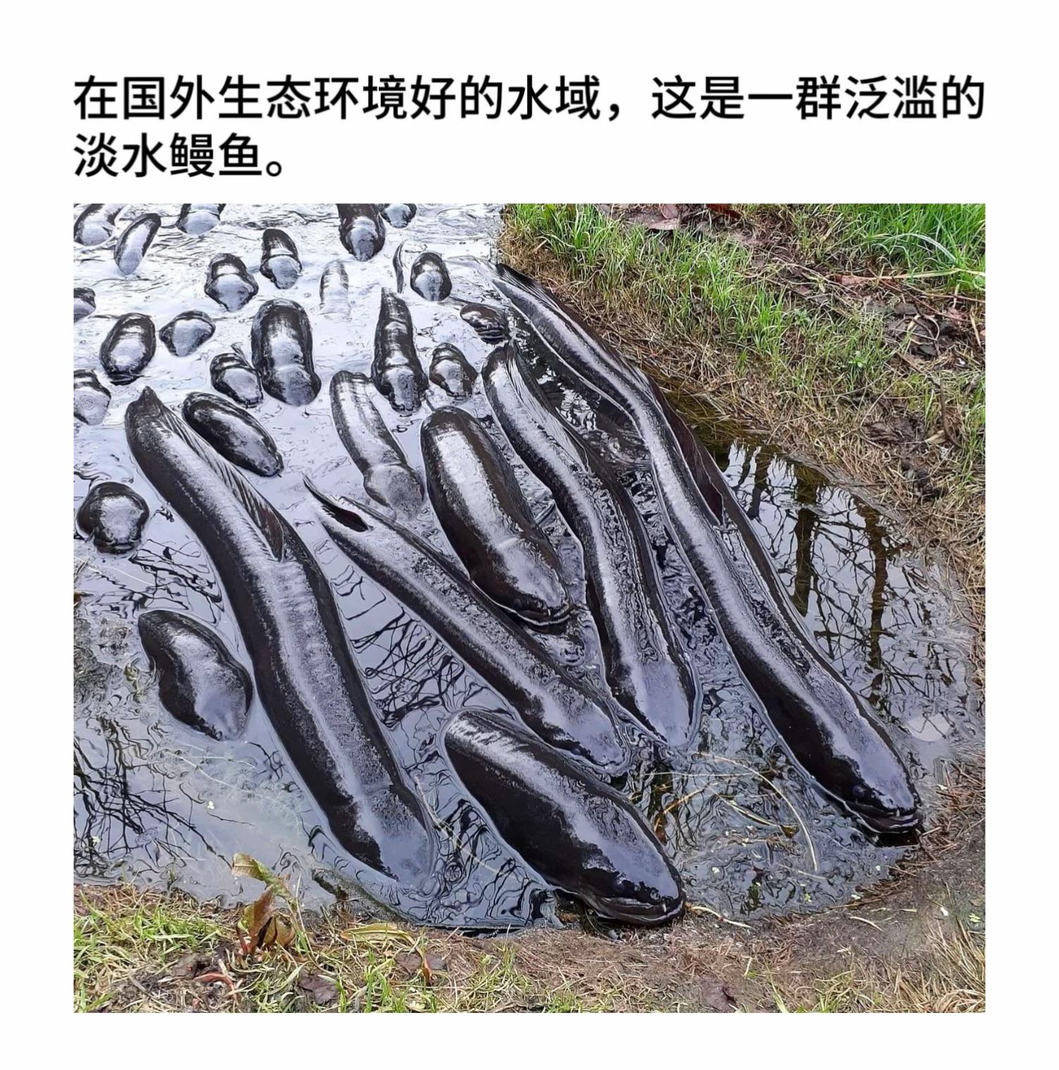 淡水鳗鱼好吃吗?#有趣的知识又增长了 #科普一下 #冷知识 #内容启发搜索 #涨知识