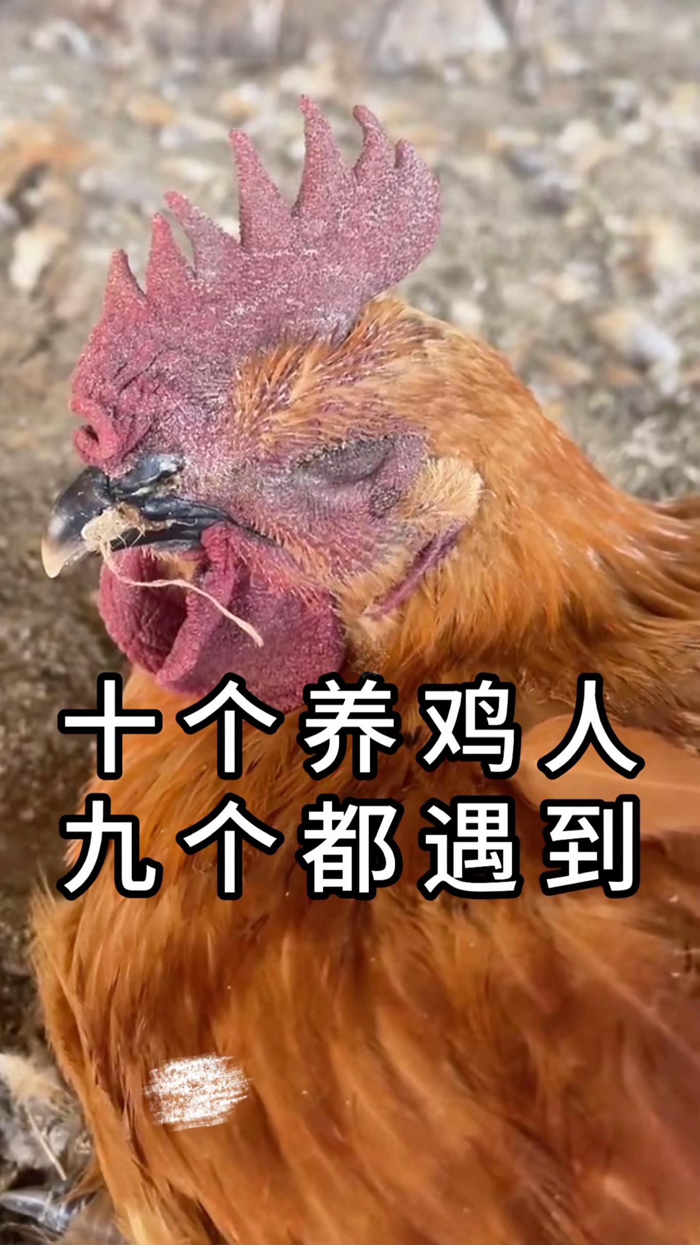 #三农养殖#生态散养土鸡 #养鸡#养鸡技术#养鸡小妙招