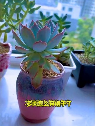 #创作灵感 新手养多肉必须了解这几种#病虫害防治 家中所有植物皆可使用#多肉植物养护#多肉植物 #花卉绿植