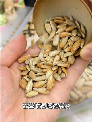 露营想带耐吃零食?这款瓜子必带!#日常分享 #休闲零食 #追剧小零食 #炒货