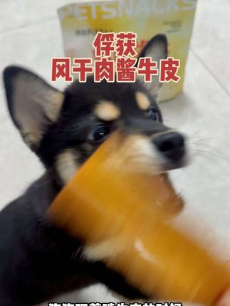 想要小狗不拆家,安安静静做个小可爱,日常磨牙的玩具和零食真的不能少。#俘获 #俘获牛皮 #磨牙零食 #狗狗磨牙 #养宠好物
