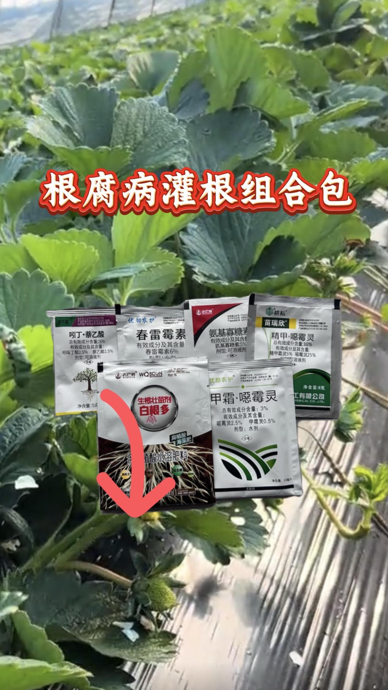 根腐死棵专用解决方案#草莓种植#草莓根腐#农业种植#种植小技巧#病虫害防治