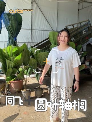 圆叶轴榈绿植界的贵族产品,好看又好养#圆叶轴榈盆栽批发基地 #同飞绿植